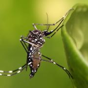 Aedes_aegypti